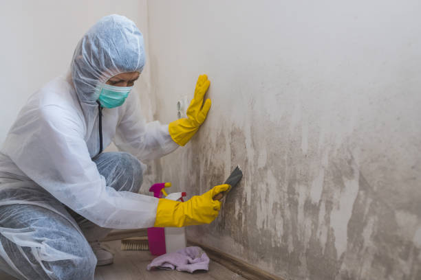 Best Mold Removal for HVAC Installations  in , NV